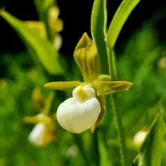 California Lady's Slipper thumbnail 3