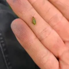 Elm Leaf Beetle thumbnail 3