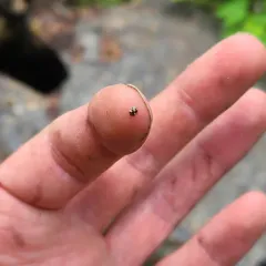 Western Fairy Lady Beetle thumbnail 3