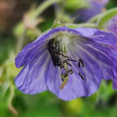 Rampion Scissor Bee thumbnail 4