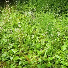 Redstem Saxifrage thumbnail 2