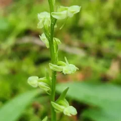 Blunt-leaved Rein Orchid thumbnail 3