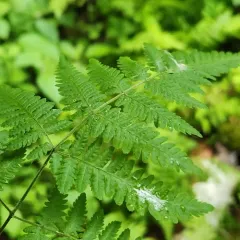 limestone oak fern thumbnail 4