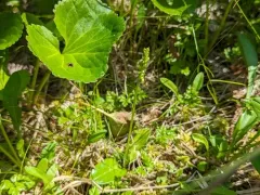 Choriso bog orchid thumbnail 3