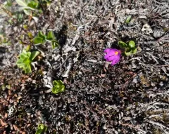Wedge-leaf Primrose thumbnail 1