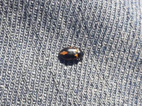 Ulke's Boreal Ladybeetle
