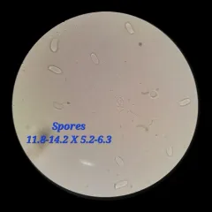 Sulcate Sunhead thumbnail 4