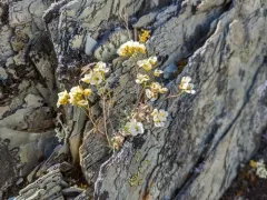 Palander's Whitlow-grass thumbnail 3