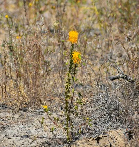 golden beeplant