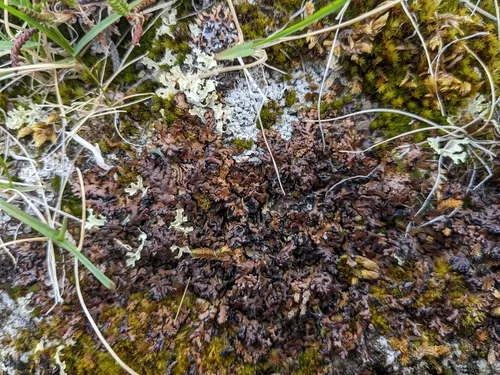 Heath Tube Lichen