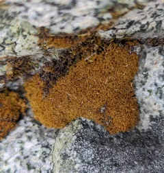 mountain pincushion thumbnail 1