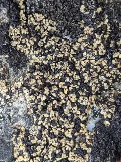 Anamylopsora pulcherrima thumbnail 3