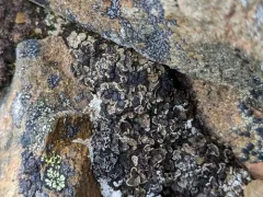 Pea-green Scale Lichen thumbnail 2