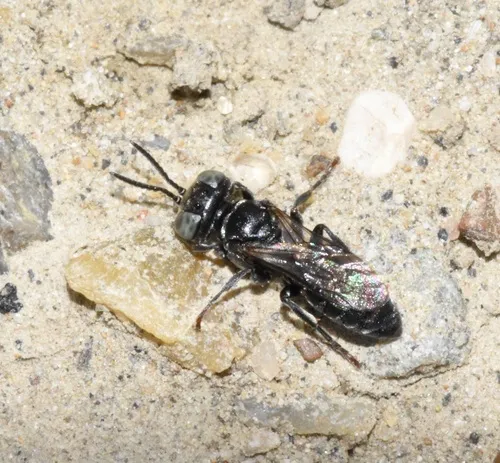 Pisonopsis triangularis