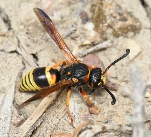 Euodynerus tempiferus