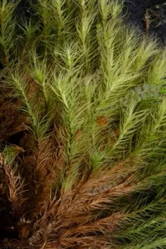 Haller's Apple Moss thumbnail 4