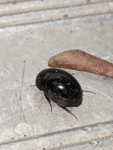 Limnohydrobius melaenus