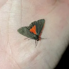 Joyful Virbia Moth thumbnail 4