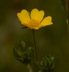 Woolly Cinquefoil thumbnail 2