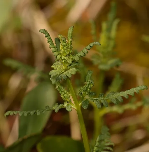 Small-flower Lousewort