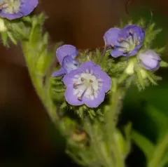 Franklin's Phacelia thumbnail 1