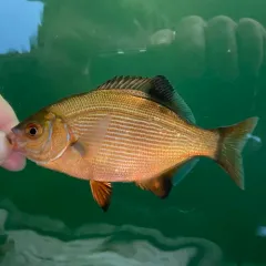 Striped Surfperch thumbnail 3