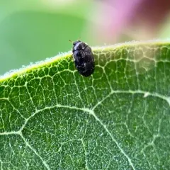 Glabrous Cabinet Beetle thumbnail 4