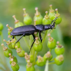 Aspen stag beetle (eastern) thumbnail 3