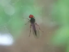 Syneches hyalinus thumbnail 1