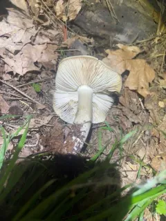 Western Platterful Mushroom thumbnail 4