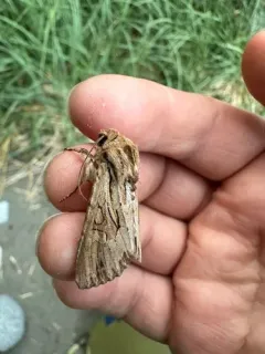 Apamea maxima thumbnail 4