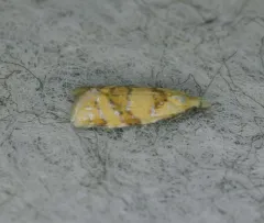 Phtheochroa vitellinana thumbnail 3