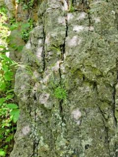 Small-leaf Rockcress thumbnail 3