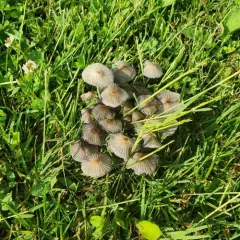 pleated inkcap thumbnail 4