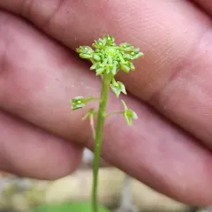 green adder's-mouth thumbnail 3