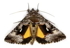 Small Gamma Looper Moth thumbnail 2