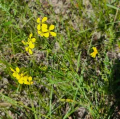 Prairie-rocket Wallflower thumbnail 3