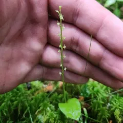 White Adder's-mouth thumbnail 3