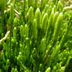 Sitka clubmoss thumbnail 4