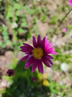 Pyrethrum thumbnail 4