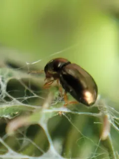 Bronze Leaf Beetle thumbnail 2
