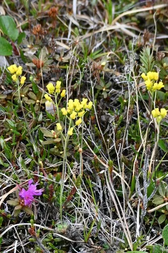 Pilose Draba