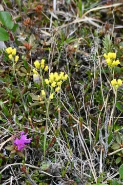 Pilose Draba thumbnail 1