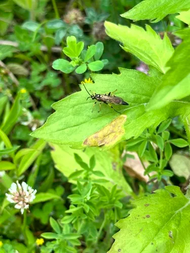 Diphyus provancheri