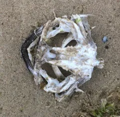American Monkfish thumbnail 3