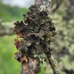 Fringed Wrinkle Lichen thumbnail 4