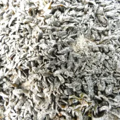 Confused Limestone Lichen thumbnail 3
