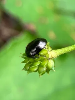 Galgupha atra thumbnail 2