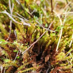 Bog Haircap Moss thumbnail 3