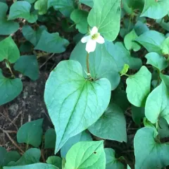 Chameleon Plant thumbnail 3